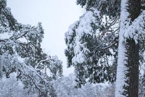 de takken van bomen gedekt door sneeuw. dichtbij omhoog. winter achtergrond. foto