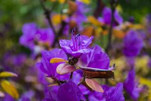 de bloeiend rododendron dichtbij omhoog. foto