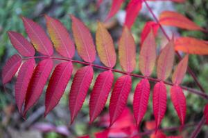 rood bladeren patroon. rood natuurlijk textuur. foto
