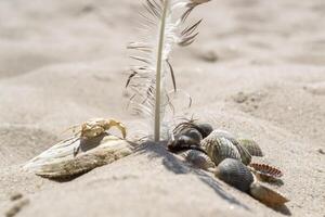 schelpen, krab en veer van meeuw Aan de zand. zomer gevoel. foto