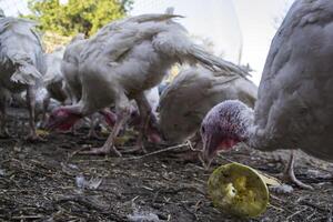 de vogelstand boerderij. foto