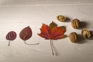 mooi gedaald bladeren en walnoten Aan een wit houten tafel. foto