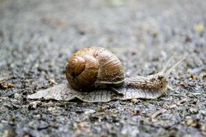 slak Aan asfalt na regen. wild natuur dichtbij omhoog. foto