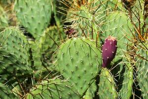 cactus veld- dichtbij omhoog. foto