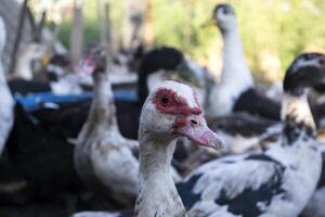 de vogelstand boerderij. foto