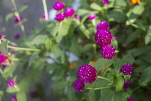 wild bloemen achtergrond foto