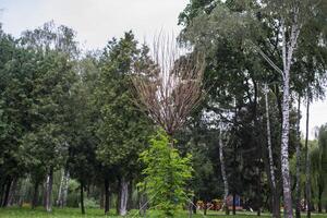 de steeg van jong bomen in zomer park. foto