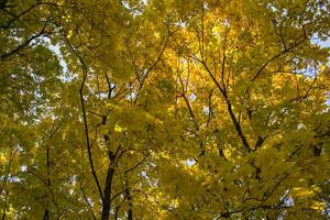 bladverliezend Woud Bij herfst. mooi esdoorn- bomen. gouden val. foto