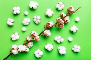 herfst bloemen vlak leggen achtergrond samenstelling. droog wit pluizig katoen bloem Afdeling top visie Aan gekleurde tafel met kopiëren ruimte foto