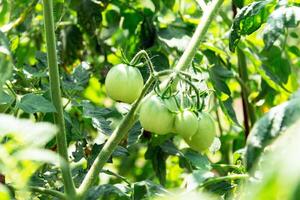 dichtbij omhoog van groen onrijp tomaten groeit Aan de fabriek in de groente tuin foto