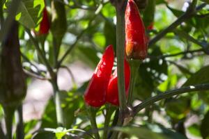 rood peper groeit in de tuin. foto