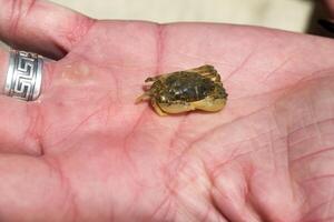 een krab in een hand. macro schot. foto