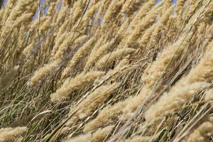 de veld- van gouden aartjes, dichtbij omhoog. foto