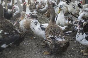 de vogelstand boerderij. foto