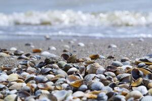 de schelpen Aan de zand van de kust. dichtbij omhoog. foto