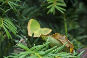 groen Spar boom Afdeling. foto