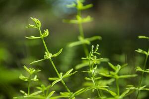 groene natuurlijke achtergrond. foto