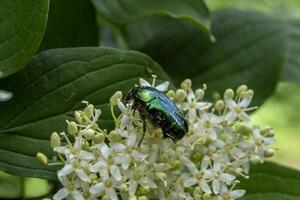 de chafer Aan een bloeiend Afdeling. dichtbij omhoog. foto