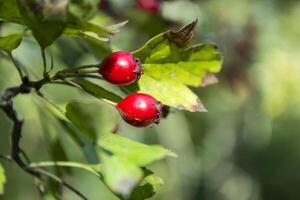 hond roos bessen, macro schot. rosa hond. foto