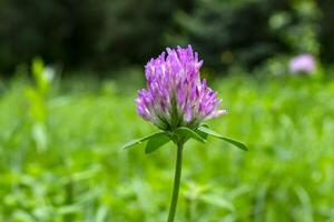 roze wild bloem. macro schot. foto