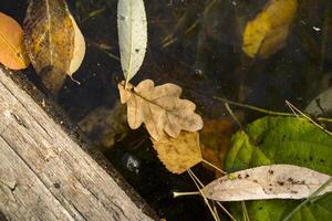 herfst bladeren in de water. dichtbij omhoog. foto