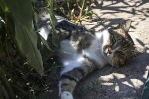 de kat Toneelstukken buitenshuis. foto