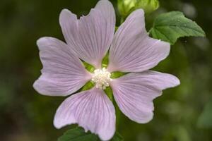 mooi roze bloemen. bloemen patroon. foto