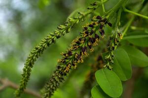 bloeiend Afdeling van acacia boom dichtbij omhoog. foto