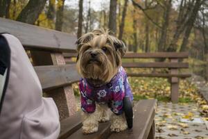 yorkshire terriër staand Aan een bank in de park. foto