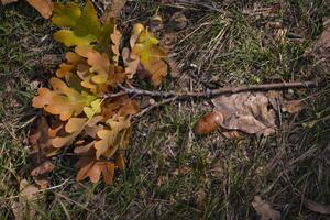 de gedaald bladeren van eik boom Aan de grond. foto