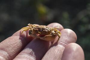 een krab in een hand. macro schot. foto