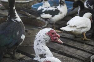 de vogelstand boerderij. foto