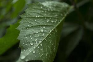 groen blad gedekt door regendruppels, macro fotografie. foto