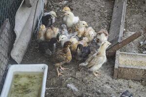 de vogelstand boerderij. foto