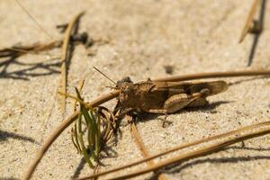 de sprinkhaan Aan de zand. macro schot. foto