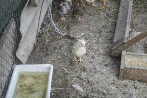 de vogelstand boerderij. foto