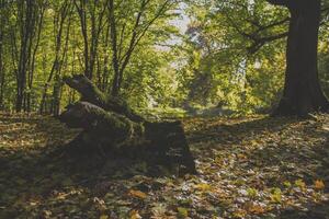 herfst Woud landschap. foto