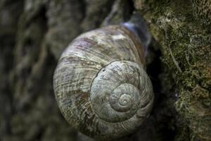 slak schelp Aan de romp van boom. foto