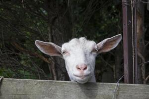 grappig gezicht van geit in de boerderij. platteland. foto