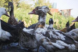 de vogelstand boerderij. foto