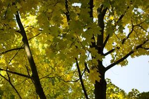 bladverliezend Woud Bij herfst. mooi esdoorn- bomen. gouden val. foto