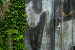 oud houten deur met groen klimop. foto