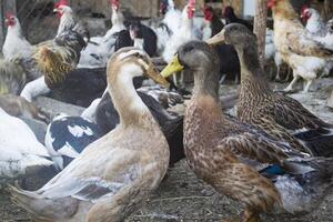 de vogelstand boerderij. foto