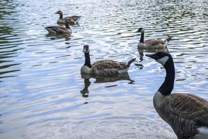Canadees ganzen familie door de meer in de Woud foto