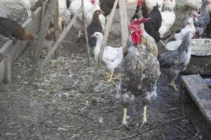 de vogelstand boerderij. foto