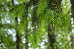 jong takken van pijnboom dichtbij omhoog. groen natuurlijk achtergrond. foto