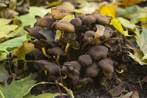 de champignons in de Woud. foto