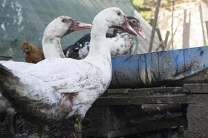 de vogelstand boerderij. foto