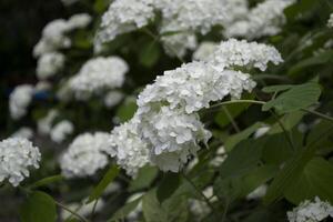 wit hortensia bloeiend. foto