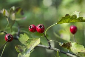 hond roos bessen, macro schot. rosa hond. foto